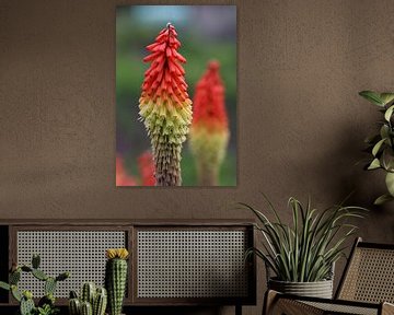 Close-up van een Kniphofia vuurpijl bloem van Kimberley van Lokven