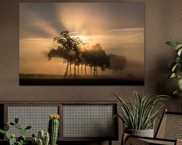 Sprookjesachtige mistige zonsopkomst bij bomen van Moetwil en van Dijk - Fotografie