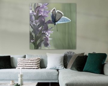 Orchids and blue