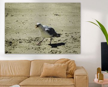 Seagulls #6
