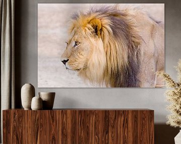 Lion van Studio voor Beeld