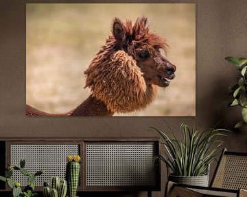 Portret van een geschoren alpaca, siofok hongarije balaton van Fotos by Jan Wehnert