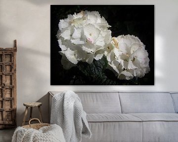 Witte Hortensia by Nicky`s Prints