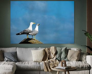 Two seagulls by Dieter Walther