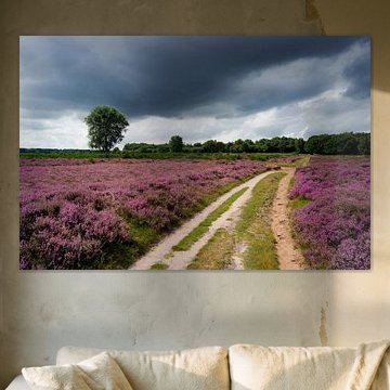 Bruyère pourpre en fleur sur Michel van Kooten