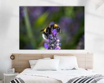 Lavender, bee on a lavender flower in lavender field by Fotos by Jan Wehnert