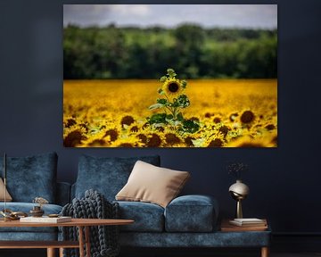 Sunflowers flowers in field by Fotos by Jan Wehnert