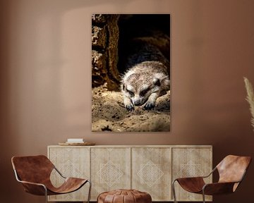 Slapende meerkat in je hol van Fotos by Jan Wehnert