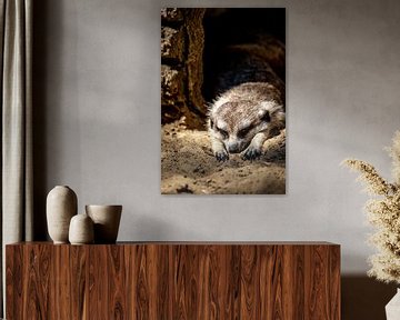 Sleeping meerkat in your burrow by Fotos by Jan Wehnert