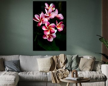 De frangipani of pumeria bloem, een roze-gele droom van Fotos by Jan Wehnert
