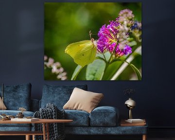 Citroenvlinder op een paarse zomerlila van ManfredFotos