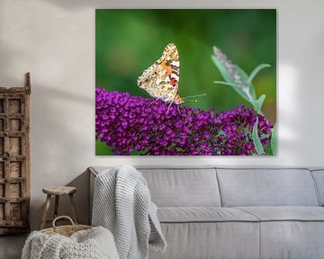Distelvlinder op een paarse zomerlila van ManfredFotos