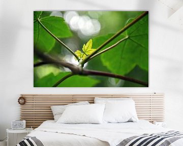 Young leaves in Cassiobury Park, Watford, England by Frans Blok