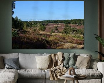 Une vue sur un champ de bruyère pourpre