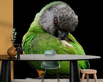 Senegal papegaai (Poicephalus senegalus) van Thomas Marx