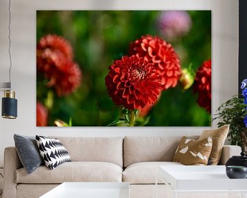 Magnifique Dahlia Globe rouge sur Through Kristels Lens