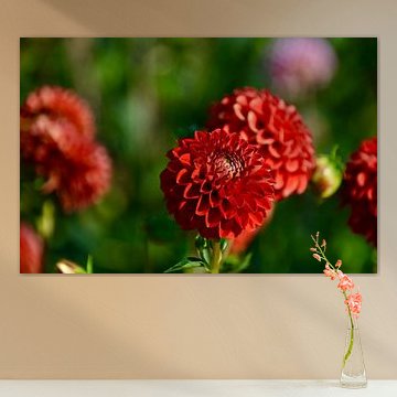 Gorgeous Red Globe Dahlia