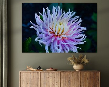 Gorgeous Purple Delight Cactus Dahlia van Through Kristels Lens