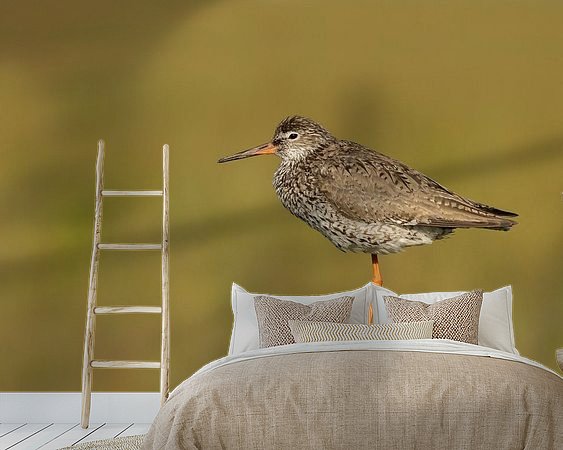 Aperçu de la chambre