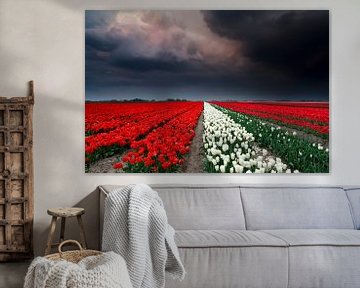 Storm and tulips by Olha Rohulya