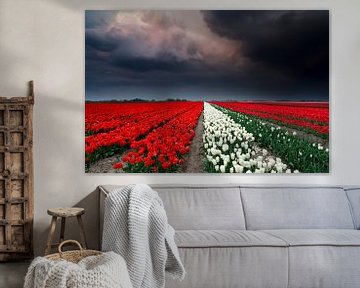 Storm and tulips von Olha Rohulya