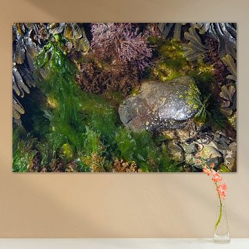 Wasserpflanzen zwischen den Felsen