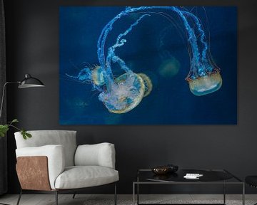 Jellyfish in Europe's largest aquarium by Peter Bartelings