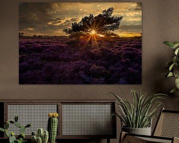 Paarse heide met boom van peterheinspictures