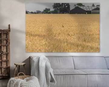 Grain field with Great Yellow Wagtail by Ans Bastiaanssen