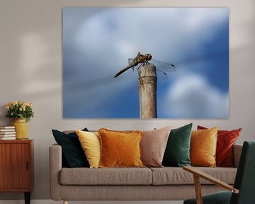 Macro foto van een libelle op een bamboe stok van Emiel de Lange