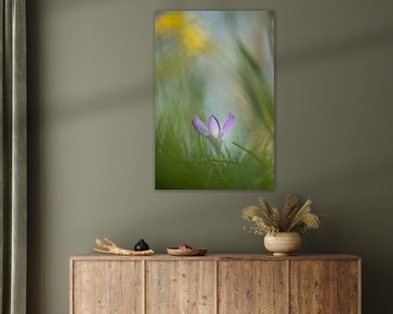 Spring fever: crocus in the grass by Moetwil en van Dijk - Fotografie