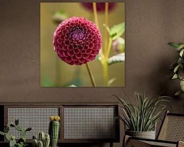 Dahlia