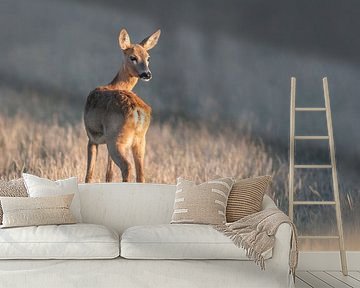 female deer standing on meadow in summer one morning by Mario Plechaty Photography