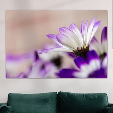 Champ de fleurs de glace pourpre