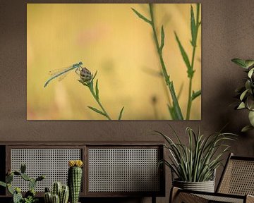 Puffer avec bokeh sur Moetwil en van Dijk - Fotografie