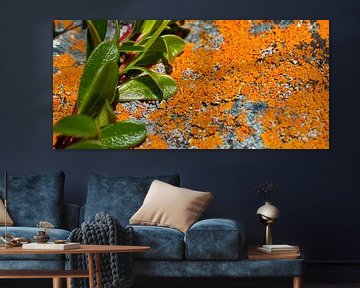 Lichens et plantes grasses colorés sur un rocher en Norvège sur Jan Fritz