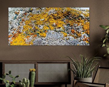 Lichens colorés sur un rocher en Norvège sur Jan Fritz