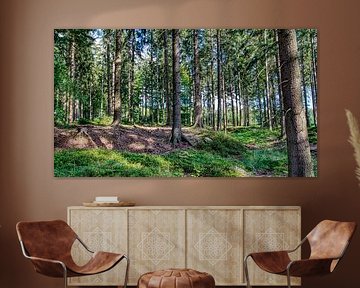 fraicheur de la foret