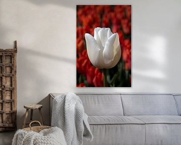 een witte tulp in een rood tulpenveld van W J Kok