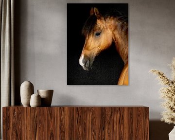 paarden en pony's