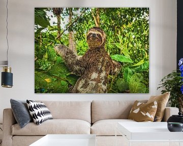 Happy Sloth by Daniel Kling