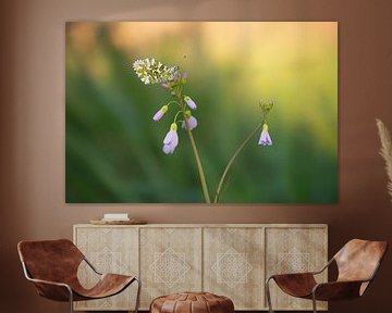 Butterfly: Orange tip (Anthocharis cardamines) on top of the cuckoo flower by Moetwil en van Dijk - Fotografie