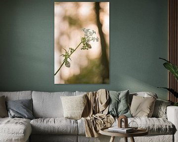 Vlinder (oranjetipje - Anthocharis cardamines) in de vroege ochtend van Moetwil en van Dijk - Fotografie