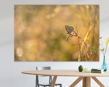 Vlinder: icarusblauwtje (Polyommatus icarus) met bokeh