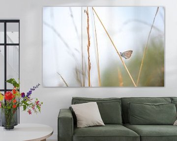 Schmetterling: Ikarus-Bläuling (Polyommatus icarus) von Moetwil en van Dijk - Fotografie