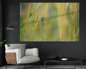 Vlinder: icarusblauwtje (Polyommatus icarus) tussen het gras van Moetwil en van Dijk - Fotografie
