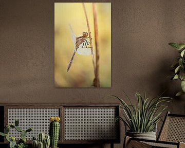 Dragonfly in the early morning light by Moetwil en van Dijk - Fotografie