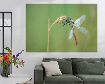 Libelle fast aufgewärmt von Moetwil en van Dijk - Fotografie