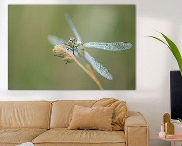 Close up dragonfly by Moetwil en van Dijk - Fotografie