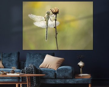 Ange (libellule) dans la rosée sur Moetwil en van Dijk - Fotografie